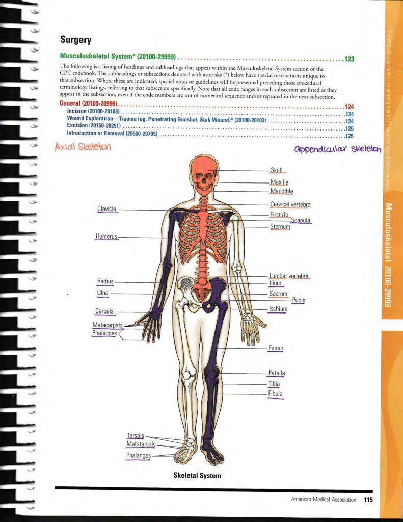 Cpt Book Prep Musculoskeletal 20000 Series 2024 Legacy Medical